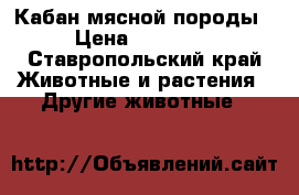 Кабан мясной породы › Цена ­ 20 000 - Ставропольский край Животные и растения » Другие животные   